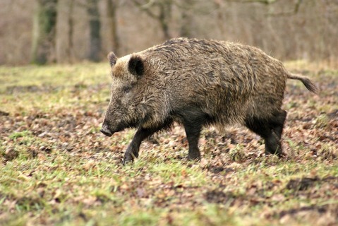 wild-boar-70420_640