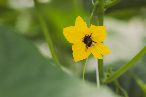 Kes mesilastest hoolib, kasutab taimekaitsevahendit ainult märgistusel toodud kultuuridel ja lubatud kulunormide piires. Foto: K. Press