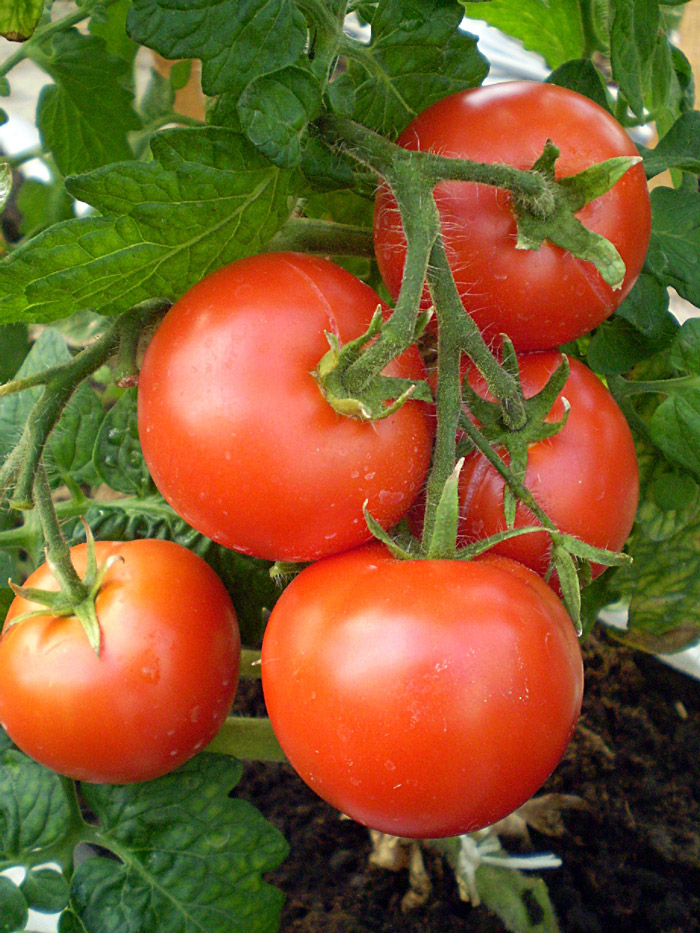 tomat varto 181 etki 700